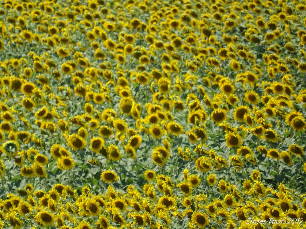 Caption: Sunflowers in Central Italy - Photo @ermest