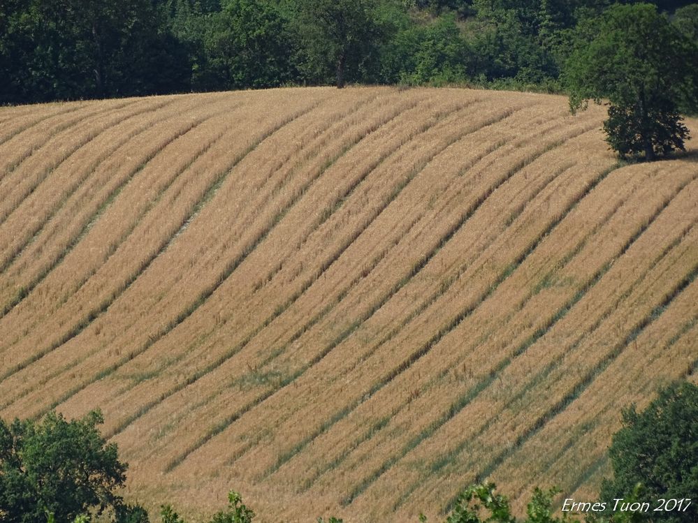 a Wheat field in the hill
