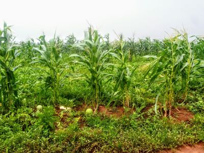 A vegetable farm with maize plants across
