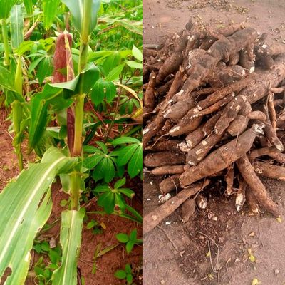 Left: Maize plant; Right: Tubers of yams & cassava