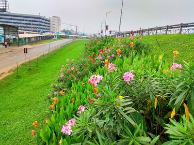 A cross-section of blissful flowers at Murtala Muhammed Airport, Lagos