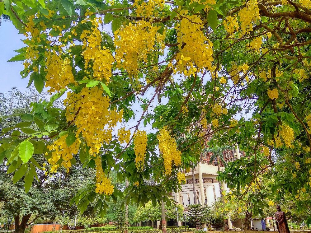 Flourishing tree with its sprouted flowers at the University of Lagos, Lagos