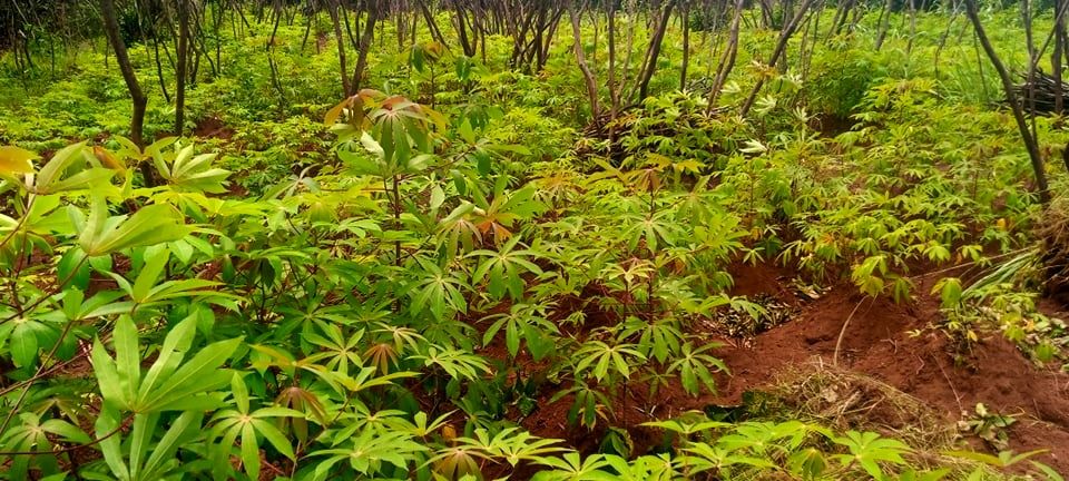 Lush green cassava tuber crops