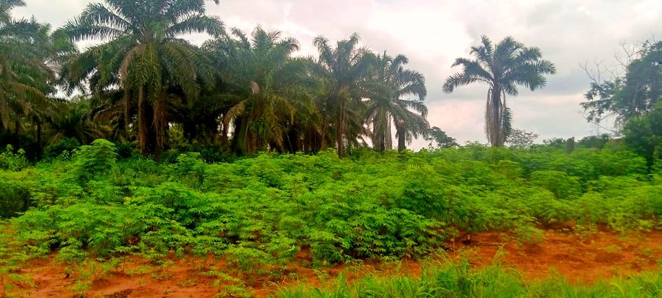 Evergreen rainforest section and cassava crops