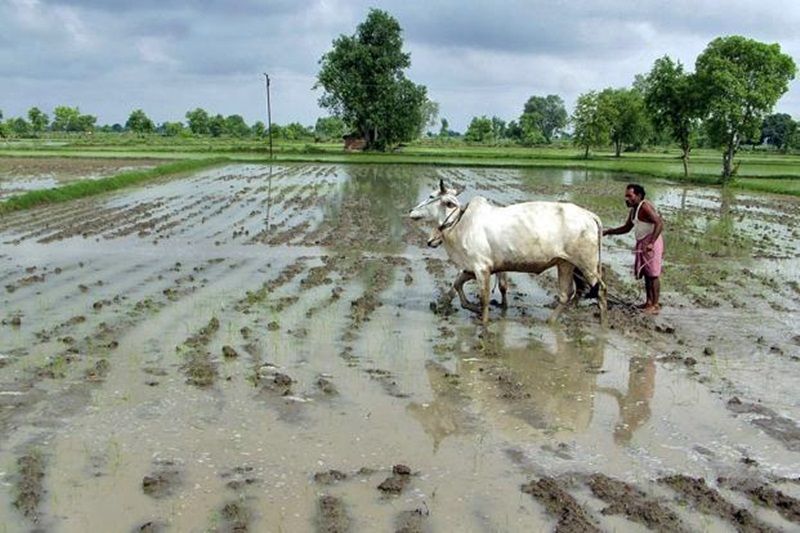 A farmer making merry after monsoon