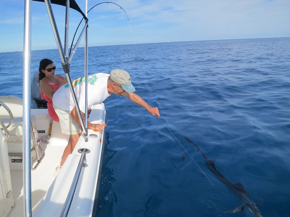 A sailfish on a line, after being reeled in to a boat, off the coast of Florida.
