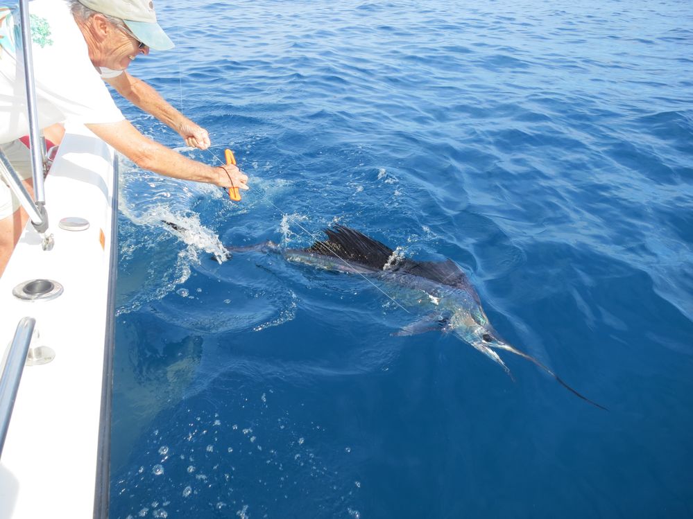 A photo of a sailfish which has been reeled in to the boat.