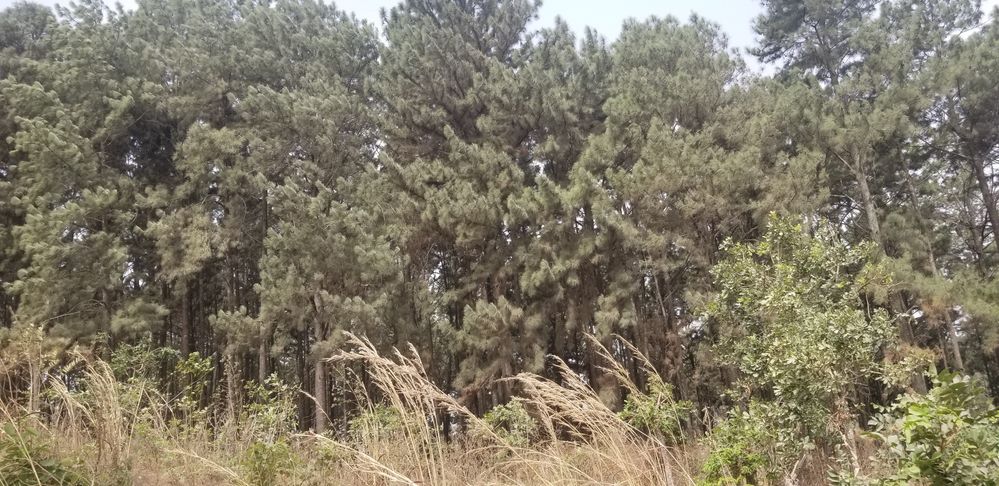Closer image of Pine forest Ngwo