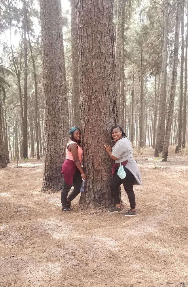 Local Guides pose for a photo with a giant trunk in Ngwo pine forest