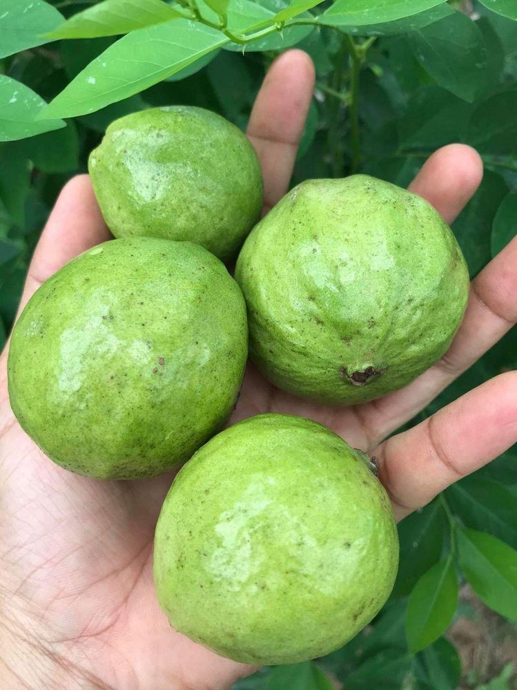 Guava grew by dad - yummy!