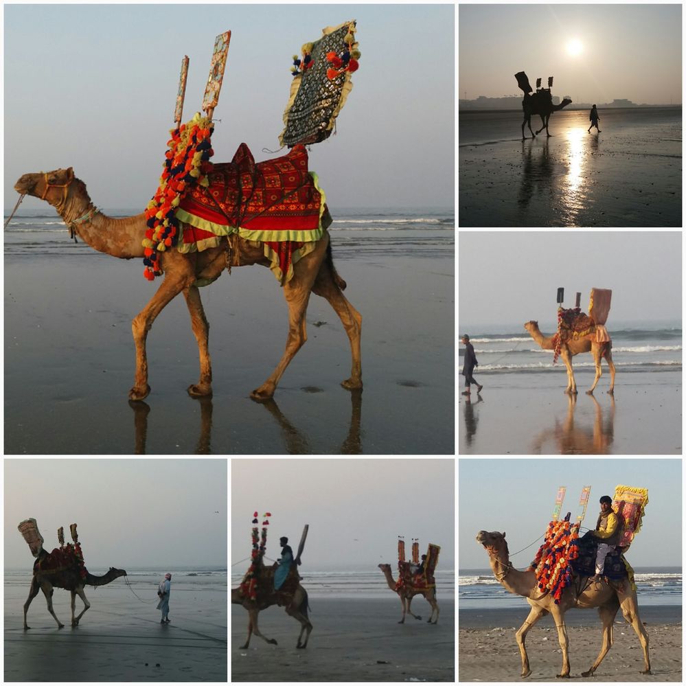 Camels at the Beach, Karachi, Pakkistan