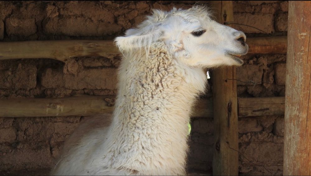 Caption: Alpaca camélido para uso lanar y cárnico - Tilcara - Jujuy - Argentina (Local Guides @FaridMonti)