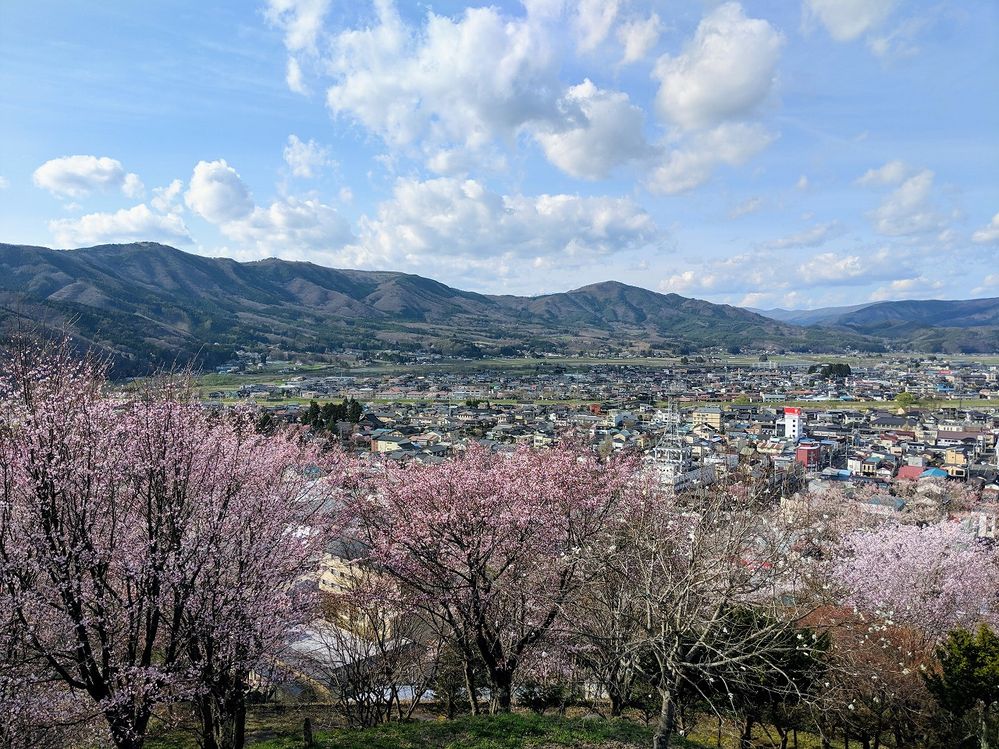 Caption: A photo taken from a hill overlooking the city of Tono in Iwate Prefecture, Japan, with blossoming cherry trees in the foreground and mountain hills in the background. (Local Guide @HiroyukiTakisawa)