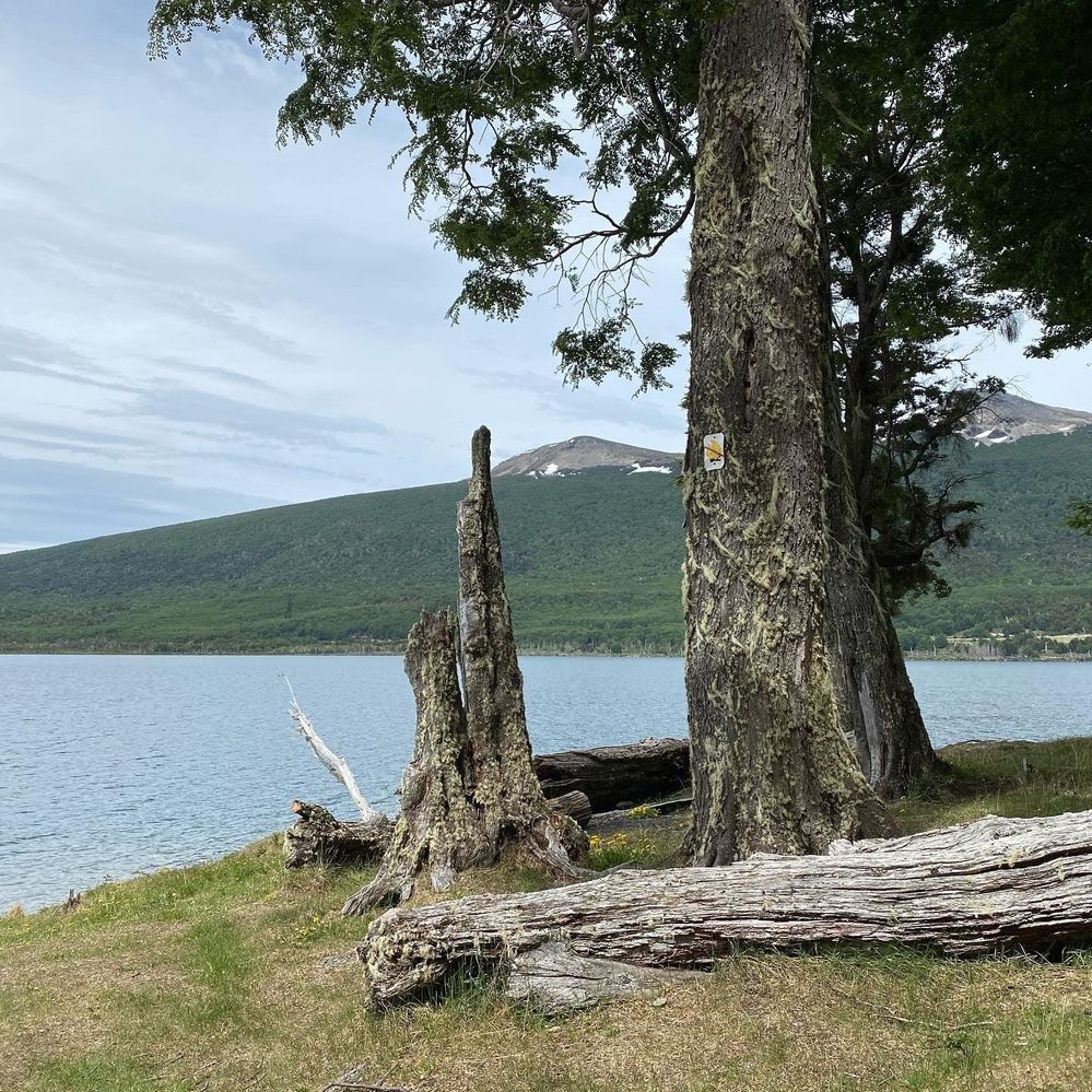 Caption: En Bosque Oculto - Lago Escondido - Tolhuin - Tierra del Fuego - Argentina (Local Guides @FaridMonti)
