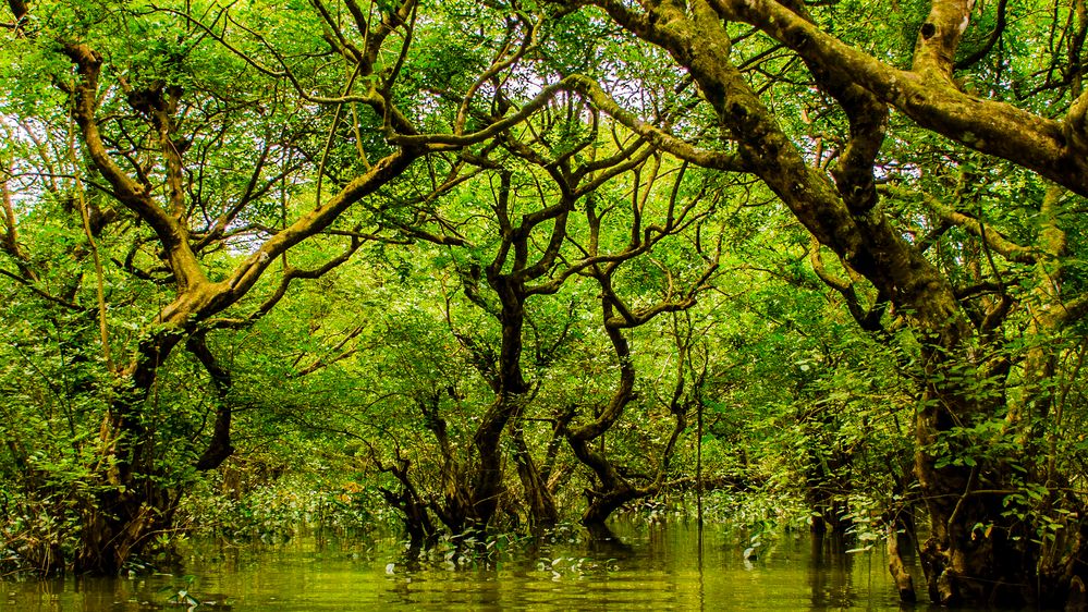 Ratargul Swamp Forest inside view