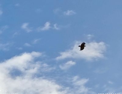 Caption: Falcon flying in Theeban . Taken by LG OSAMA_