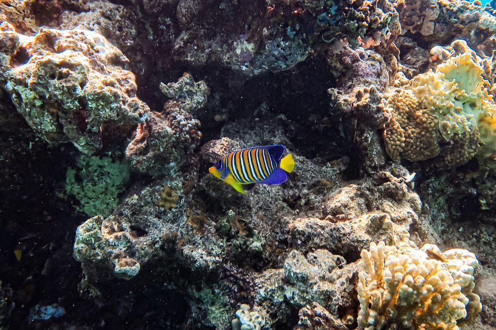 Caption: An underwater photo of a coral reef in Eilat, Israel, with a royal angelfish in the frame. (Local Guide @JoniG)