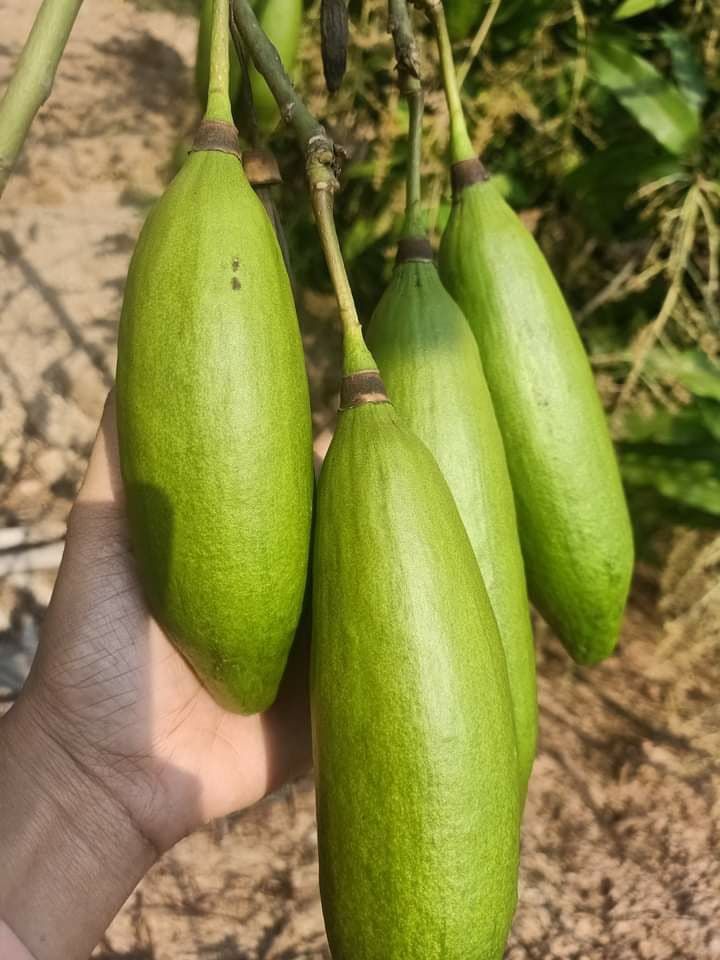 Young Kapok fruit