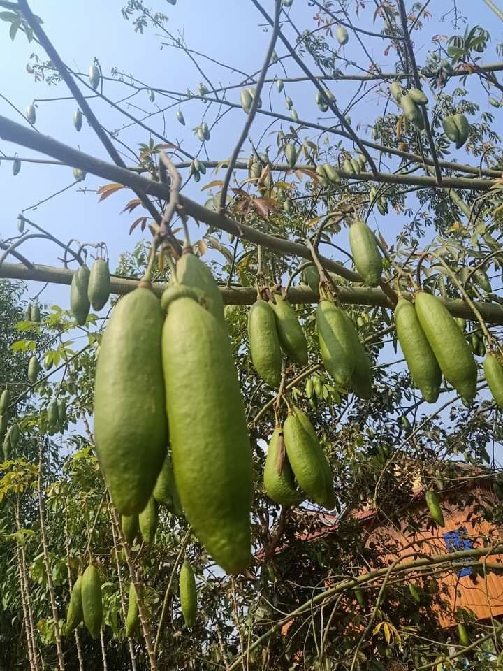 Season of Kapok fruit
