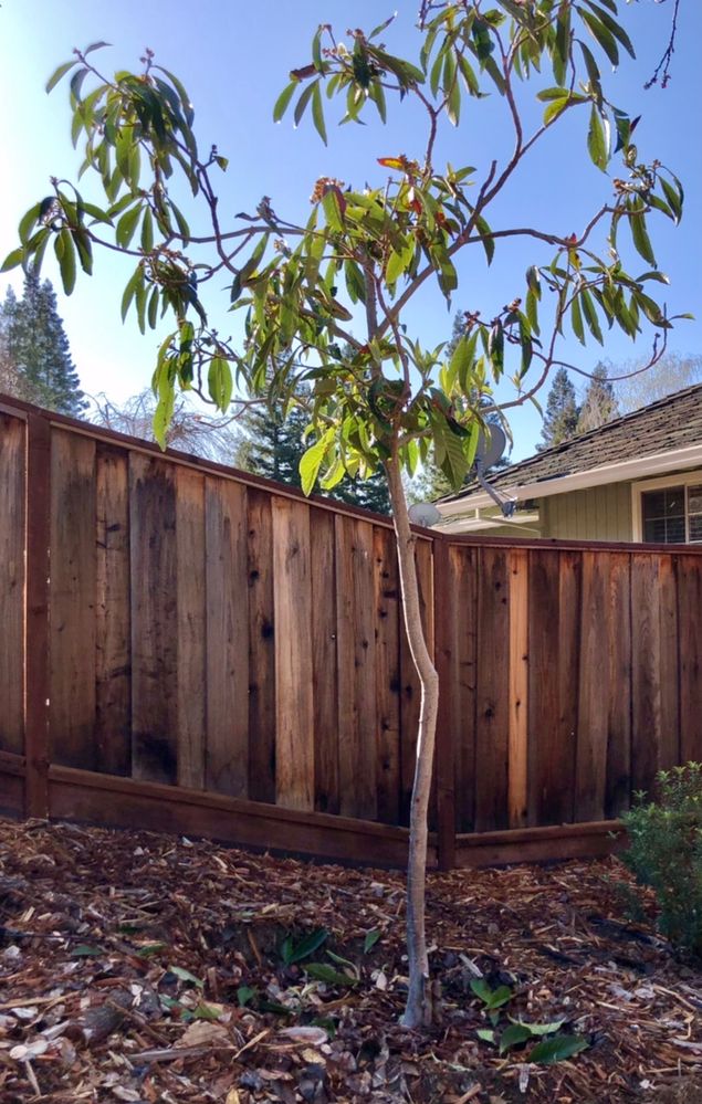 Caption: Things you can find “Free” on the neighborhood app NextDoor — a 8 ft  (2.4 m) Loquat Tree which is now planted in my yard.  Photo:  Karen V Chin