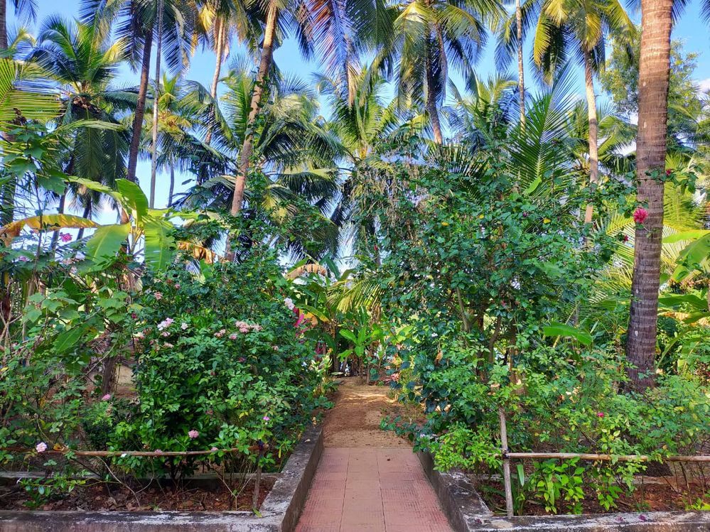 Caption: A photo of a tiled path running between green bushes and tall palm trees. (Local Guide @Smita_Patil)