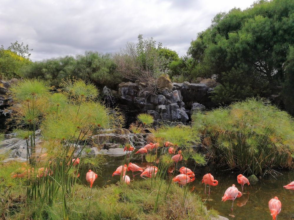 Caption: A photo of a group of pink flamingos in a lagoon at Bioparque Temaikén in Belén de Escobar, Argentina. (Local Guide @SilvyC)
