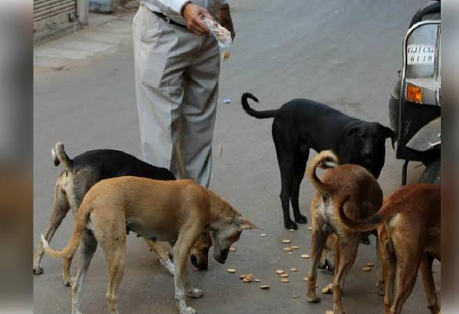 Local Guides Connect - Feed Stray Dogs during Lockdown - Local Guides  Connect