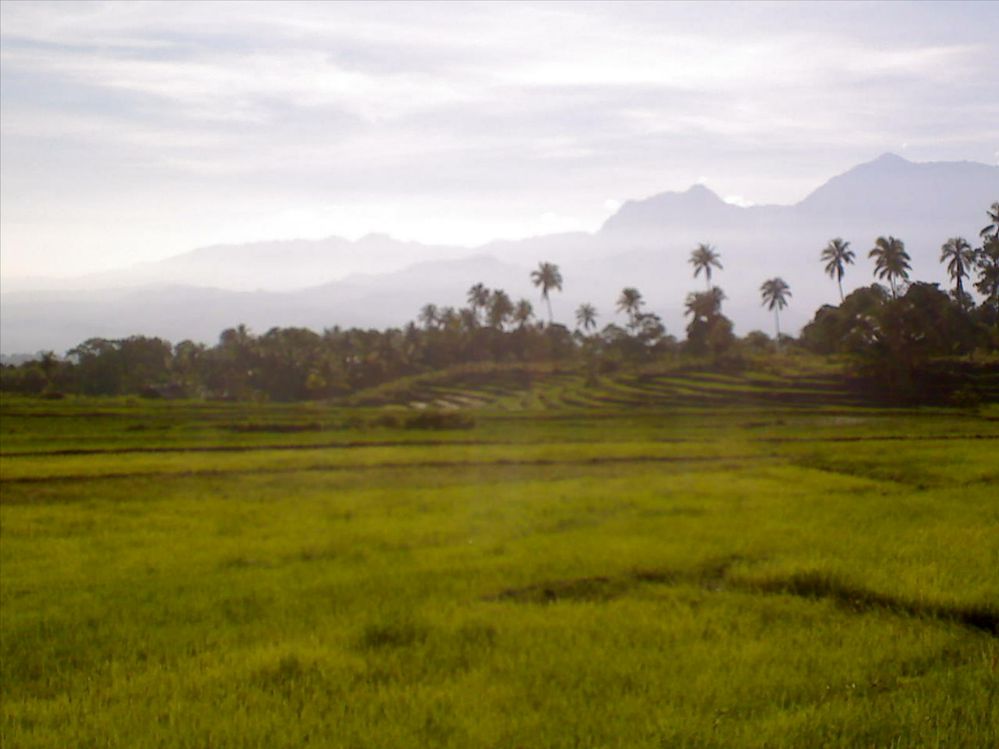 Rice plant at Baucau on the way to venilale