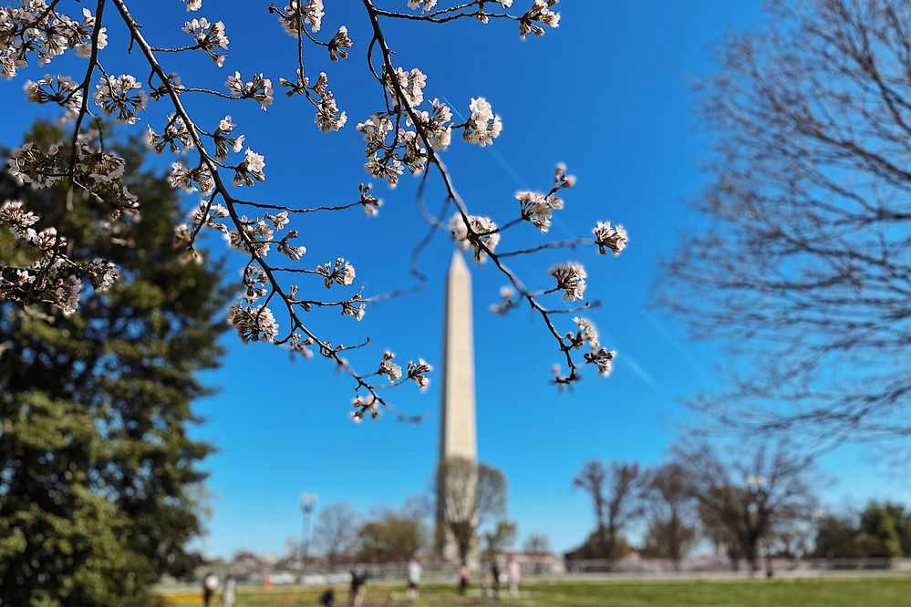 Caption: A photo taken at the Tidal Basin focused on cherry blossoms with the Washington Monument in the background. (Local Guide Hanjong Yoo)