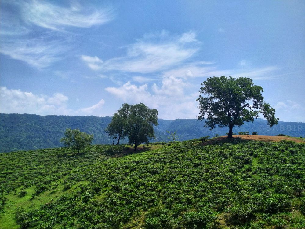 Sripur Tea Estate near Sylhet Tamabil Highway