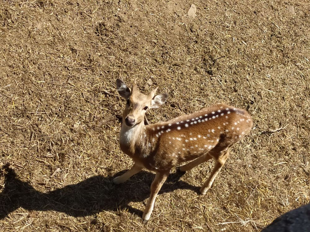 Caption: His large beautiful eyes and innocent approach made me spellbound. (Spotted deer: Chital)