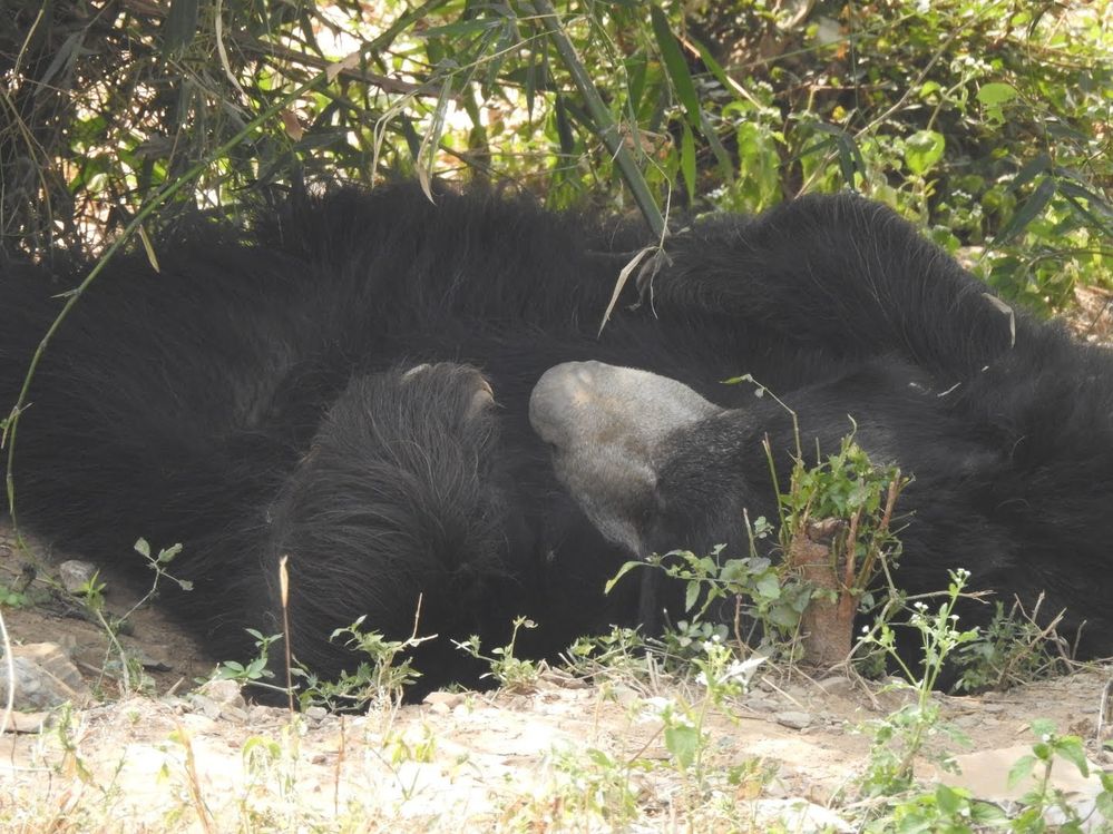 Caption: This sloth bear is doing what I am best at.