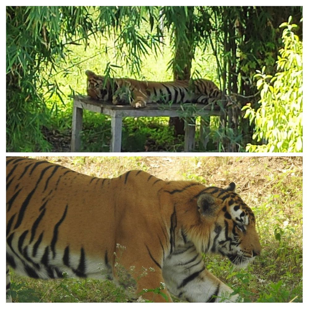 Caption: Meet Kumar - The Bengal Tiger who loves to sleep at his favourite bench.