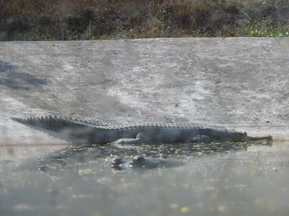 Indian Gharial. Do you know they love fishes?