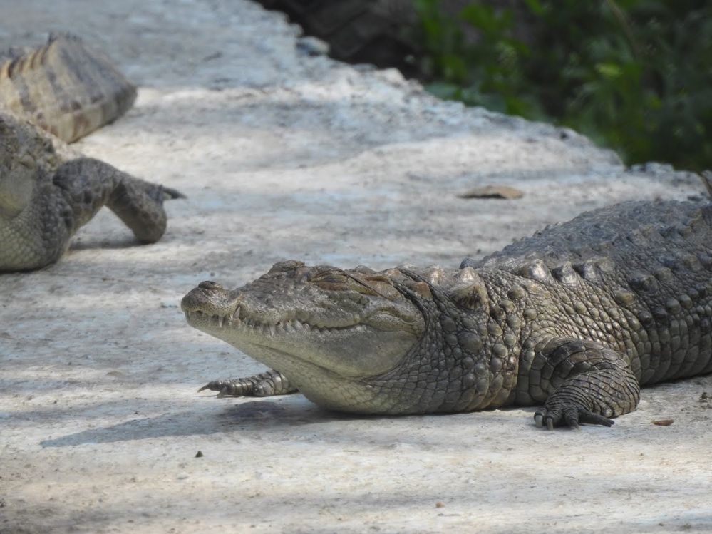 Mugger Crocodiles busy in sun basking