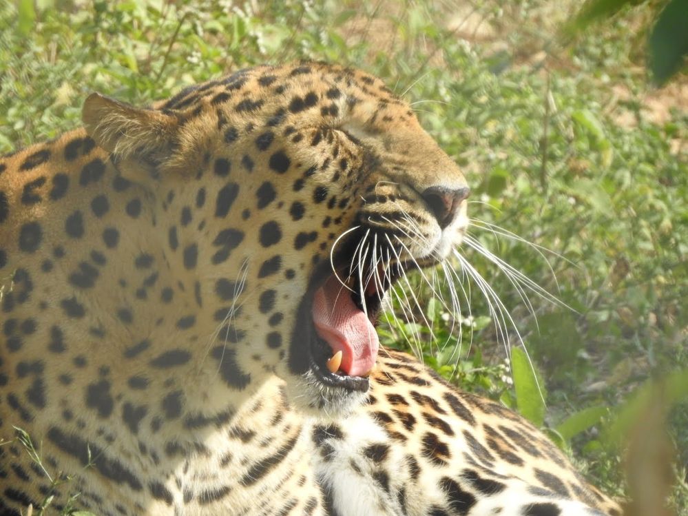 Uh! I hope you didn't get bored. Meet Indian leopard (most abundant big cat in India)