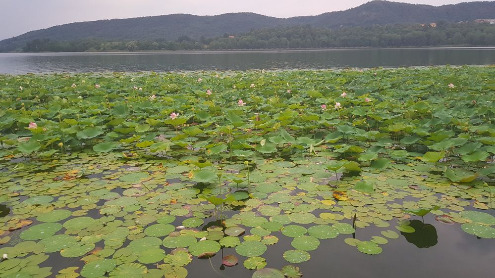 Water lilies Lago di Comabbio photo by MagoDiAz