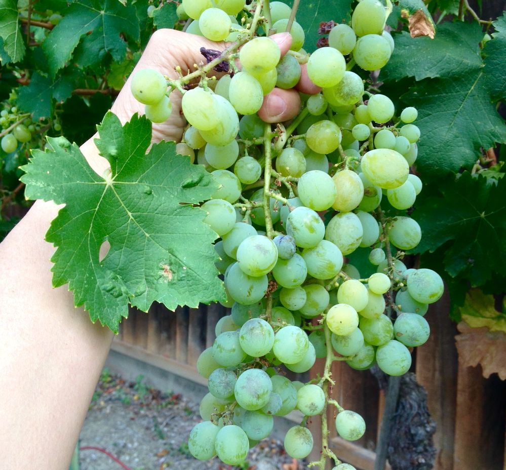 Closeup of Muscato vine, c 2015