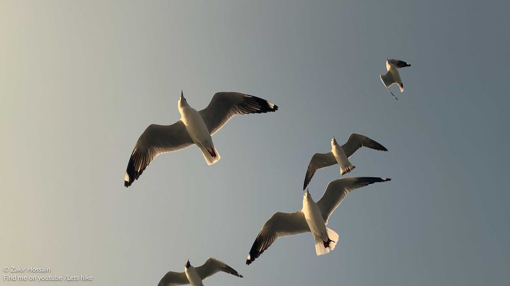 Seagulls of St Martin Island