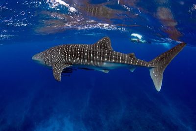 Image of the whale shark - a beautiful beast. Credit: Visit Ningaloo