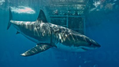 Image of a Great White Shark surface cage dive. Credit: Rodney Fox