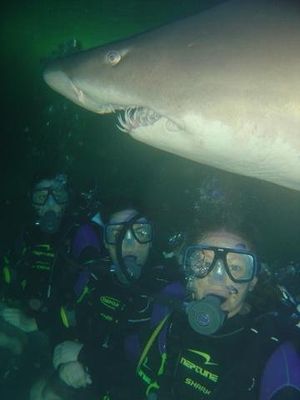 Image of a Grey Nurse Shark swimming above three divers in Manly.