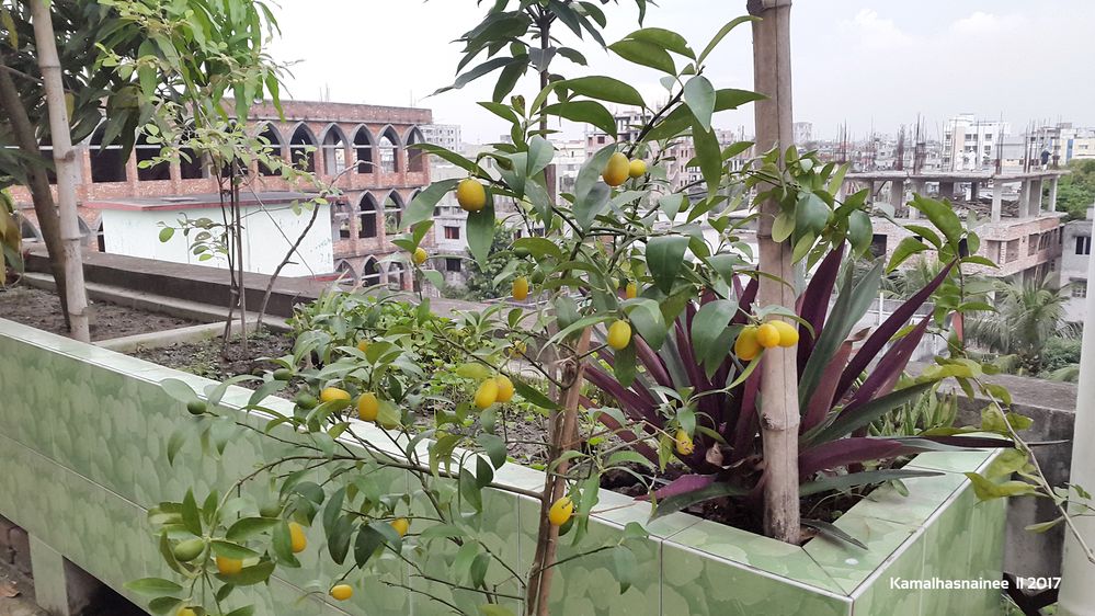 Lemon from Maleka Roof Top Garden