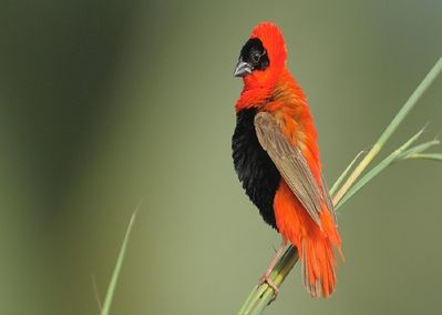 Cropped Red Bishop male Credit: birdsofgambia.com