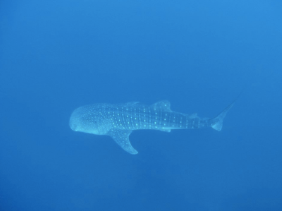 The docile whale shark we saw on a dive. Photo credit: my friend Guillaume