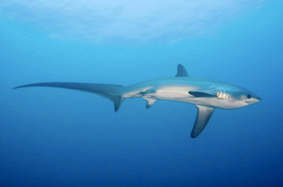 Photo credit: Thresher Shark Divers, malapascua-diving.com