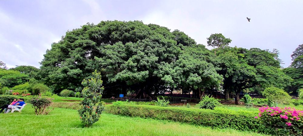 KAPOK (Ceiba pentandra) tree  standing from hundreds of years!