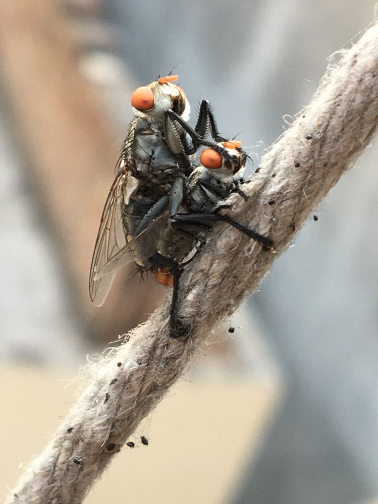 Housefly ridding on another housefly