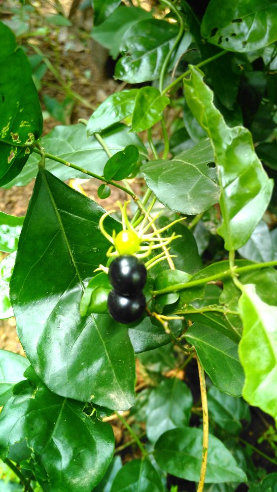 Jasmine fruits