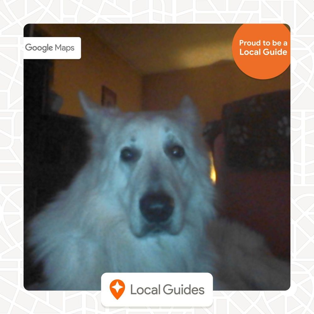 Caption: A photo of white dog in our photo booth.
